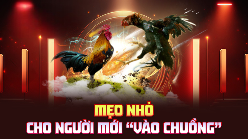 Đá Gà Luckywin – Cược Gà Online Mà Hồi Hộp Như Thật